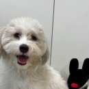 바로슬동물병원 이미지