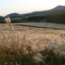 제주의 추억 이미지