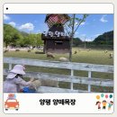 목장주유소 | 양평 양떼목장 애견 동반 가능할까? 동물먹이주기 체험 유모차 총정리