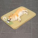 우리들의 댕댕이 | 룩소룸 댕댕이 쿨매트 사용후기(더위를 많이 타는 우리 댕댕이 휴식공간)