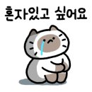 이든캣 이미지
