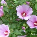 지봉리불상 이미지