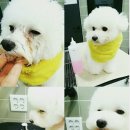 앨리스동물병원 이미지