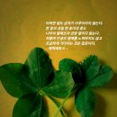 담양클로버