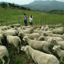 순진목장 이미지