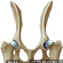 돌봄 동물병원 이미지
