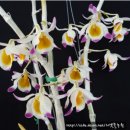 Dendrobium crystallinum 정모석곡(야생개채) 이미지