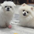 까까몽몽 이미지