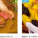 임홍식농장 | 달인 해남 고구마 수확 달인 택배 주문 가격 연락처 전태식 905회 땅끝참고구마농장 화산 황토고구마