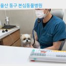 영덕사랑동물병원 | 울산 본심동물병원 강아지 건강검진 후기 울산 동물병원 추천
