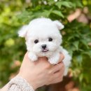 해피애견타운강아지분양서울본점 말티푸 미니비숑프리제 포메 | 서울강아지분양 미니비숑 가격 탁월한 선택