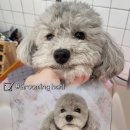 하니 그루밍( Hani Grooming) 이미지