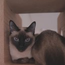 오뗄뒤샤 이미지