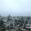 [강원/강릉] 눈(雪), 그리고 소나무 이미지