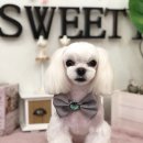 스위티독 이미지