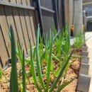 교동 연꽃마을 펜션 이미지