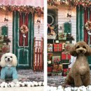 스위티독 이미지