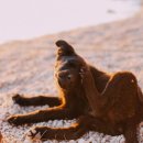 내곁에동물병원 이미지