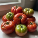 토마토 이미지