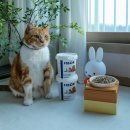 고아똥 펫그루밍 | 고양이 변비 해결 파이보 유산균 식이섬유 반려묘 장 건강 관리법