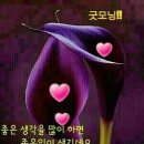 행복꽃