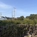 온평동로 이미지