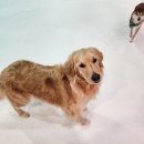 우리집 똥강아지 | 전주애견유치원 우리집똥강아지 강아지호텔 후기