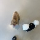 해피치 애견카페 | [플레이스디] 금천구 독산동 실내 애견카페 후기🐶