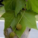 PLATANUS 이미지