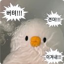 슈가엘 이미지