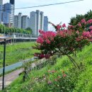 배롱나무길 이미지