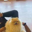 등교하개 이미지