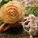 white행정사 이미지