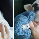 (주)한국아로마테라피인증학회