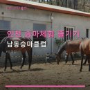 인천남동승마클럽 | 인천 승마체험 즐기기 남동승마클럽 친절해요, 강습 받기 좋아요