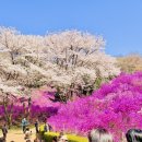 동산 | 부천 원미산 진달래동산 실시간 후기~ 포토존, 주차 꿀팁
