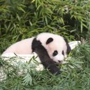 판다바구니 이미지