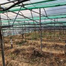 관수야관수 이미지