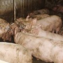 다두농장 이미지