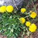 남이섬리베라펜션 이미지