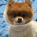 삼척동물병원 이미지