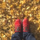 원도심 은행나무 이미지