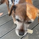 댕댕타임 | 강아지 구강관리 간식으로 딱! 댕댕야시장 덴탈껌 후기