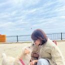 장호비치캠핑장 | [공지] [캠핑] 삼척 장호비치캠핑장 N번째 방문 후기 및 예약방법 꿀팁 :) 한국의 나폴리