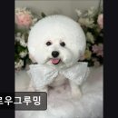 멜로우 그루밍 이미지