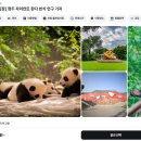 삼성사 | 중국 청두 자이언트판다기지 가는법 입장료 레서판다 방문 후기