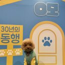 오모오모하우스 반려견 팝업 스토어, 슬개골 마사지 클래스 후기