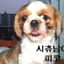 피코 이미지
