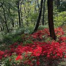 전남 등산 초보 코스, 나주 금성산 정복기