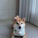 꾸울마켓 이미지